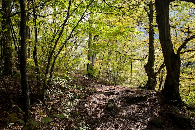 Sentiero nel bosco e foglie d'autunno