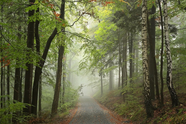 Sentiero nel bosco in caso di nebbia