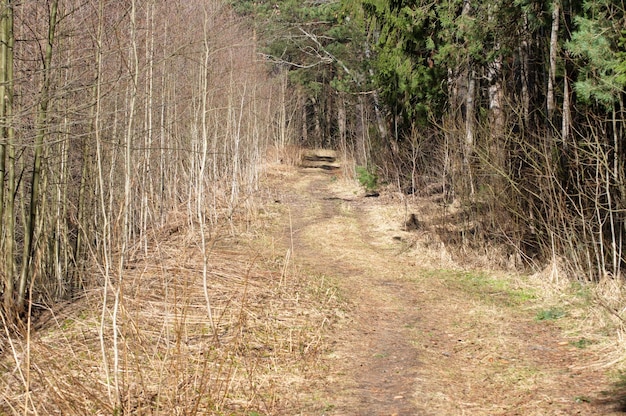 Sentiero nel bosco in una soleggiata mattina di primavera Regione di Mosca Russia