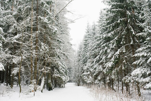 Sentiero nel bosco nella foresta innevata di inverno