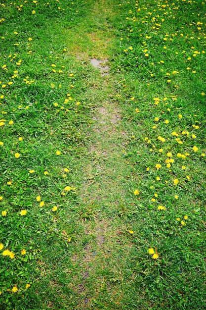 Sentiero nel bosco tra sfondo di denti di leone