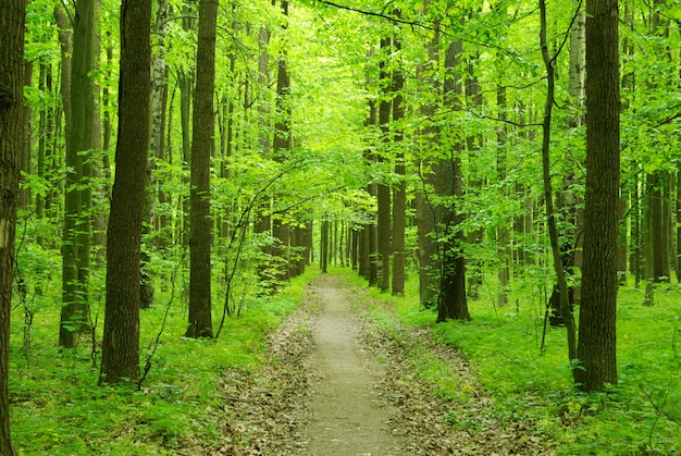 Sentiero nel bosco