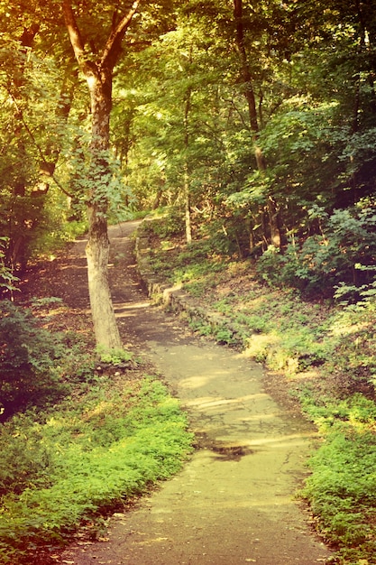 Sentiero nel bosco