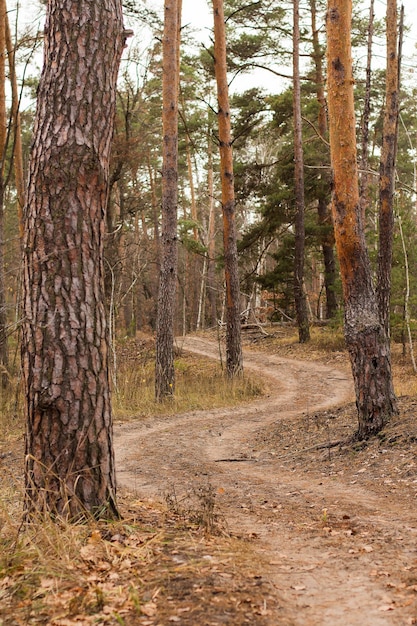 Sentiero nel bosco