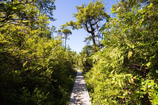 sentiero nel bosco