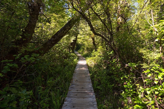 sentiero nel bosco