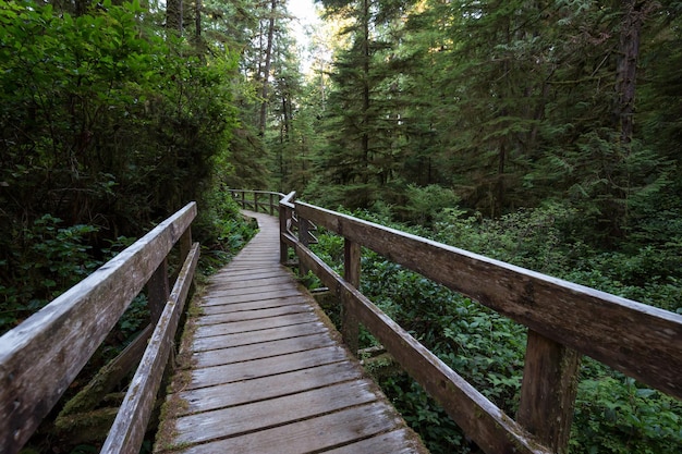 sentiero nel bosco