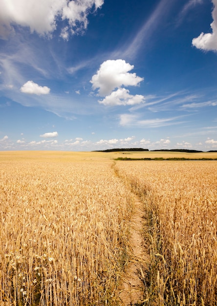 Sentiero nel campo - il piccolo sentiero calpestato in un campo agricolo