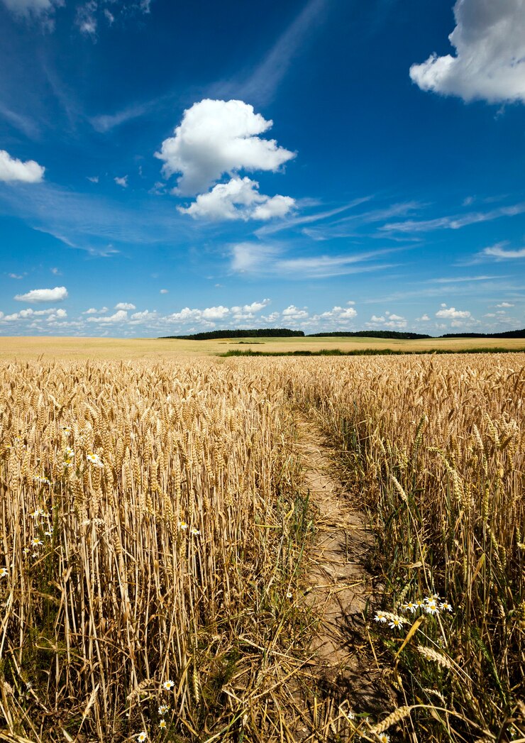 Foto sentiero nel campo - il piccolo sentiero calpestato in un campo agricolo