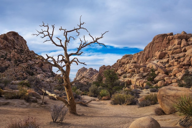 Sentiero nel deserto nel Parco Nazionale di Joshua Tree