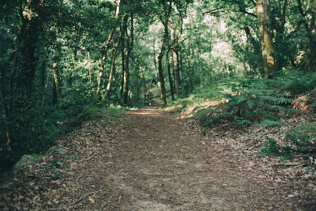 sentiero nel parco