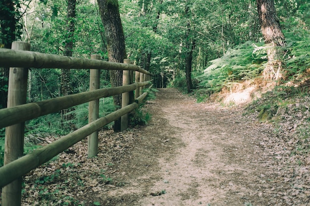 sentiero nel parco