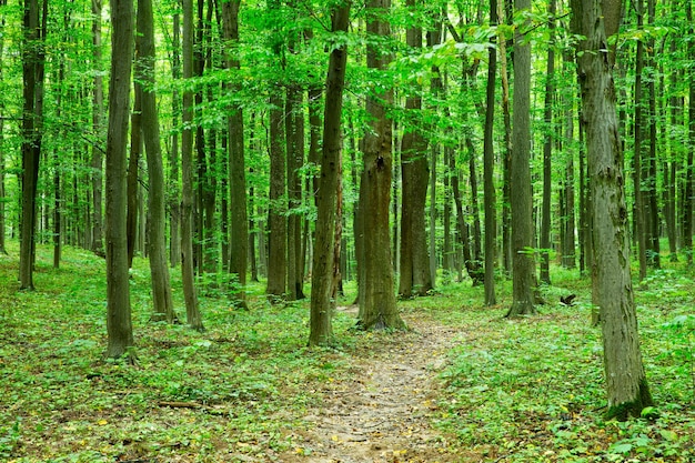 Sentiero nel verde bosco estivo