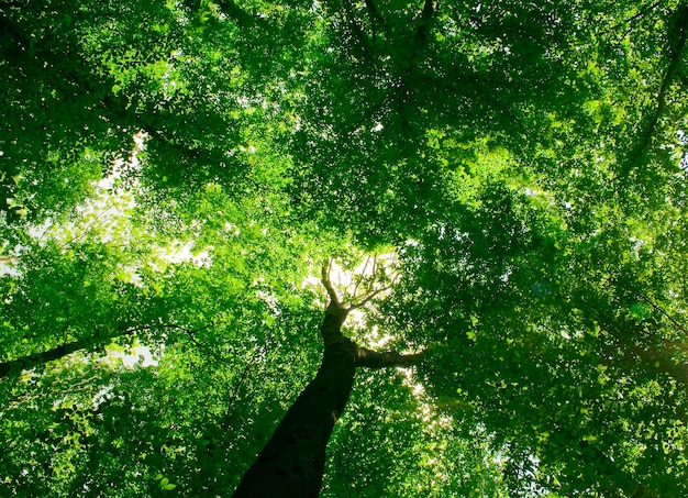 sentiero nella foresta con la luce solare