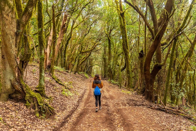 Sentiero nella foresta di muschio del Parco Nazionale di Garajonay La Gomera Isole Canarie