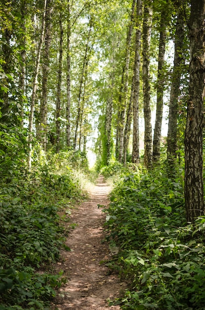 Sentiero nella foresta estiva