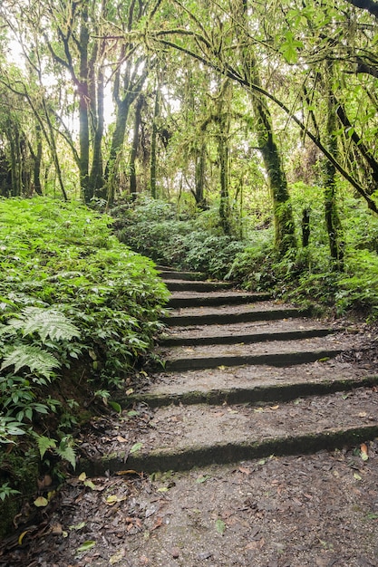 Sentiero nella foresta.