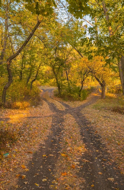 Sentiero nella foresta