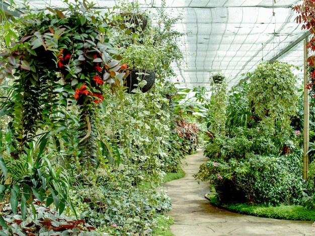 Sentiero nella giungla del giardino