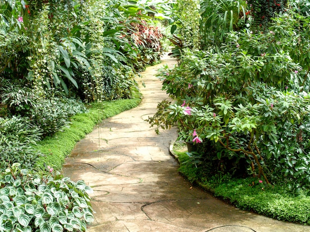 Sentiero nella giungla del giardino