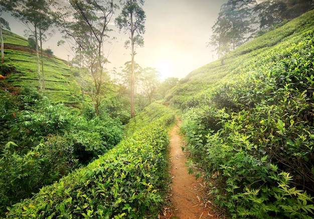 Sentiero nella piantagione di tè al tramonto, Sri Lanka