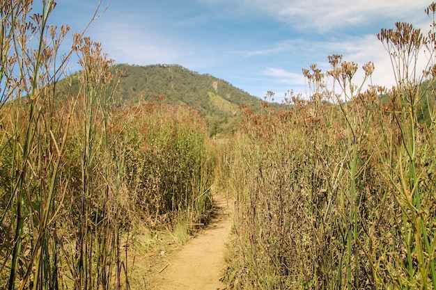 Sentiero nella savana secca con sfondo azzurro del cielo