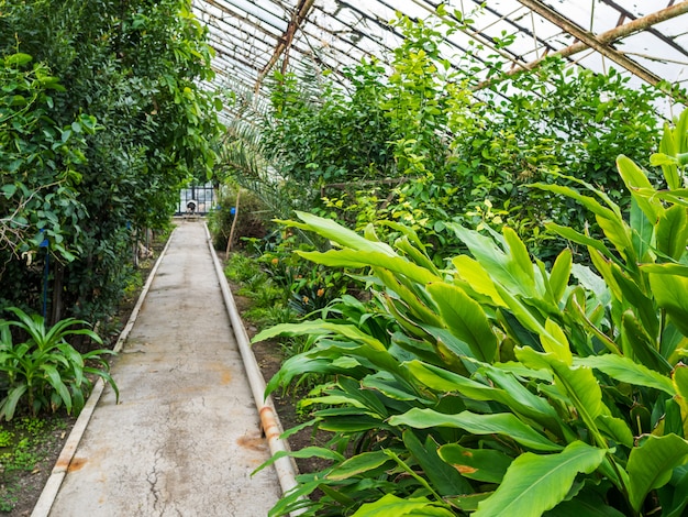 Sentiero nella serra con piante tropicali. Il tetto di vetro passa alla luce del giorno