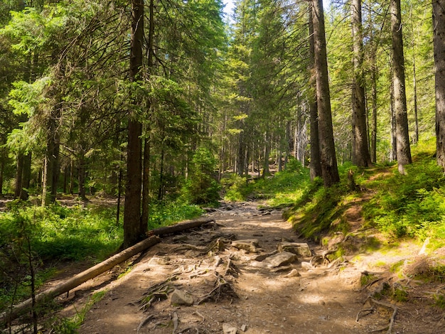 Sentiero panoramico pieno di radici nel mezzo della foresta di conifere in legno