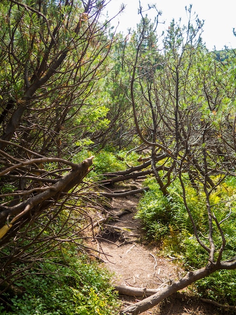 Sentiero panoramico pieno di radici nel mezzo della foresta di conifere in legno