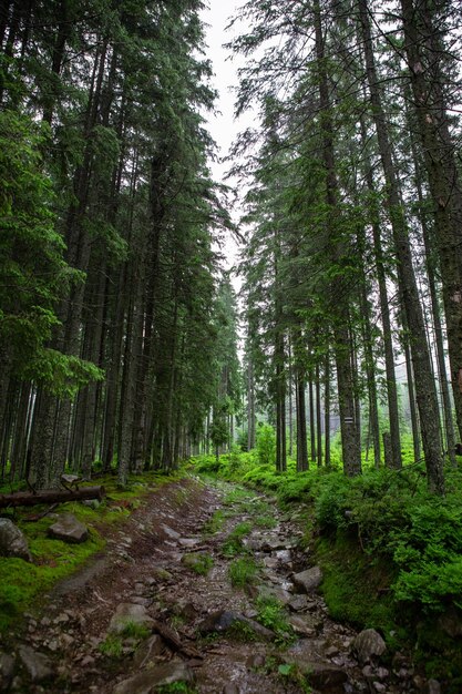 Sentiero pedonale della foresta di pini