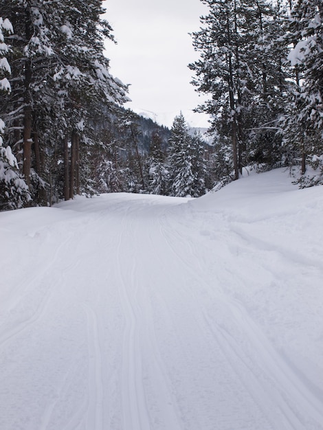 Sentiero per motoslitte al Jacksone Hole, WY.