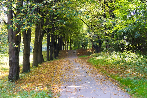 Sentiero per pedoni con le foglie gialle sulla terra nel parco