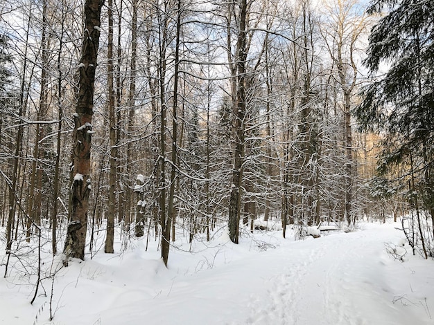 Sentiero per pedoni nel cumulo di neve tra gli alberi innevati nella foresta invernale