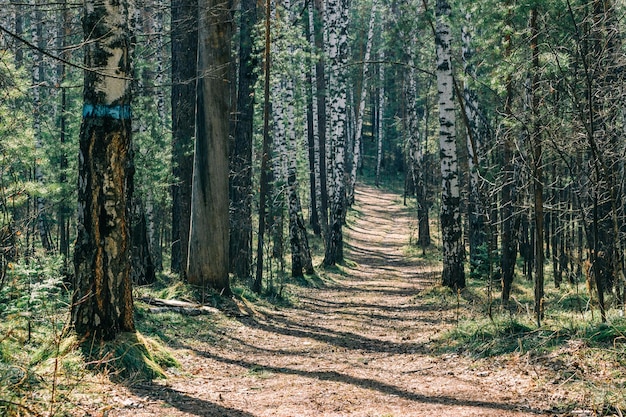 Sentiero segnalato nel bosco di betulle