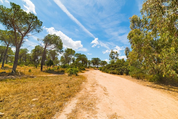 Sentiero sterrato in una foresta in Sardegna Italia