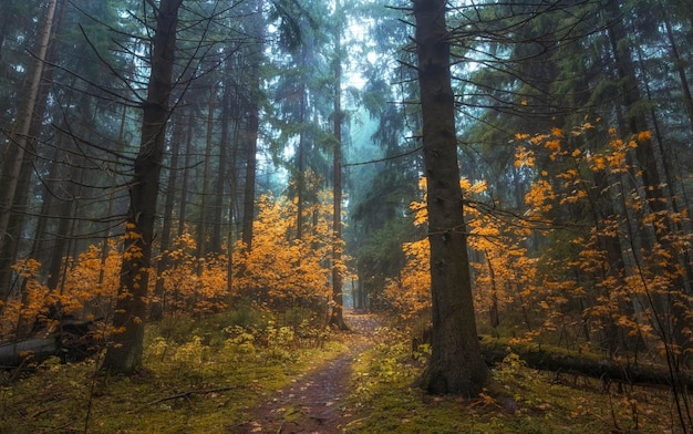 Sentiero stretto con alberi con foglie gialle autunnali nella foresta nebbiosa scura paesaggio autunnale atmosferico della foresta