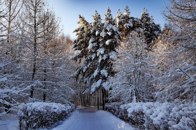 Sentiero stretto in un parco di pini innevato. Paesaggio invernale.