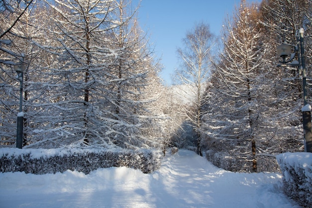 Sentiero stretto in un parco innevato. Paesaggio invernale.