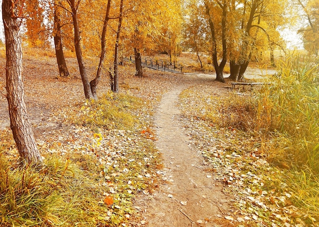 Sentiero stretto nel bellissimo parco autunnale