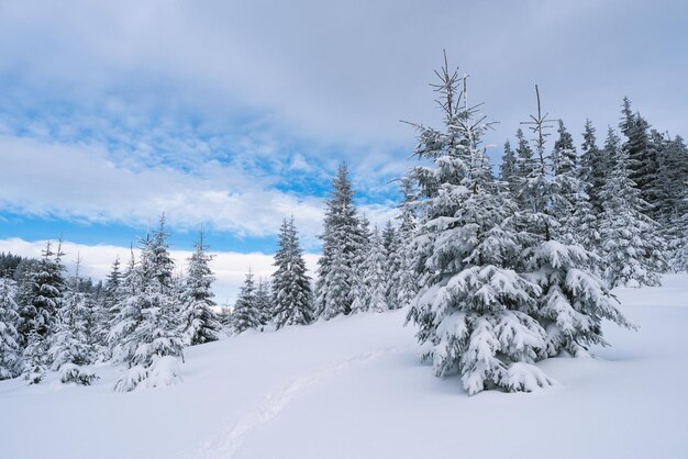 Sentiero sulla neve nella foresta