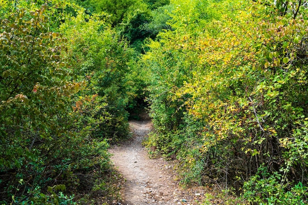 Sentiero tra gli alberi della foresta