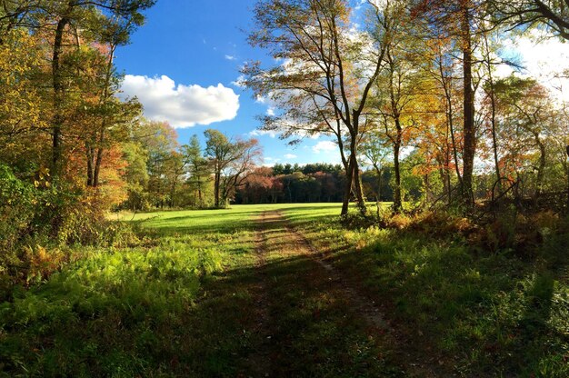 Sentiero tra gli alberi sul campo durante l'autunno