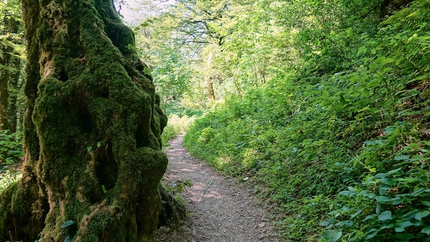 Sentiero turistico nel boschetto di bosso di tasso a Sochi, Russia