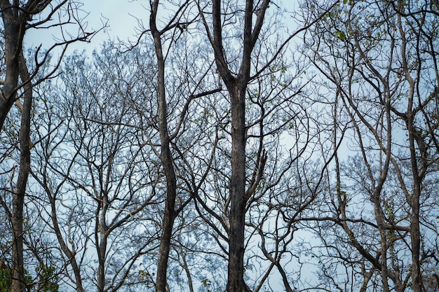 Senza foglie di albero in estate.