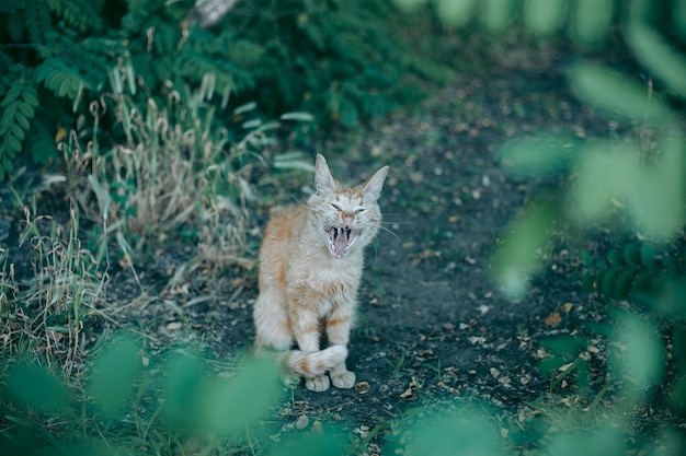 Senzatetto abbandonato affamato e curato gatto