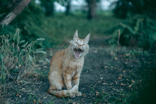 Senzatetto abbandonato affamato e curato gatto