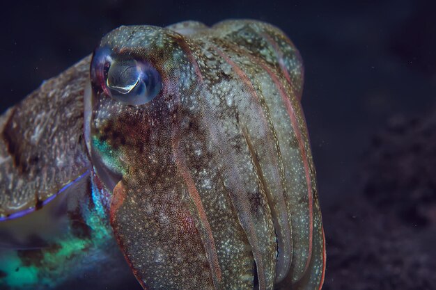 seppie mondo subacqueo / sottomarino, fauna marina fauna selvatica immersioni nell'Oceano Pacifico