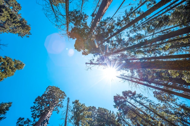 Sequoia National Park le bellissime sequoie che guardano dal basso verso l'alto