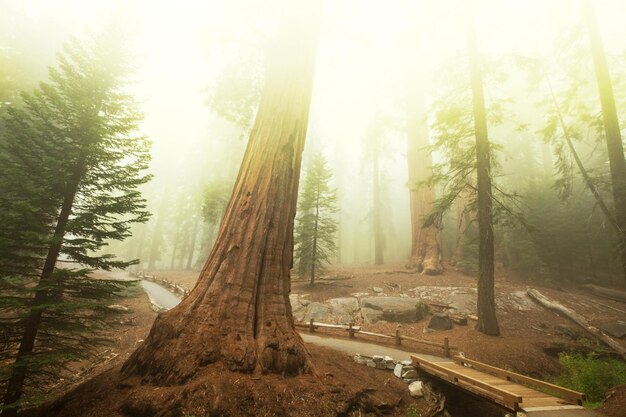 sequoia