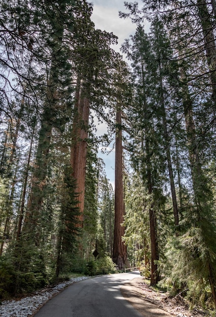 Sequoie giganti in Yosemite NP